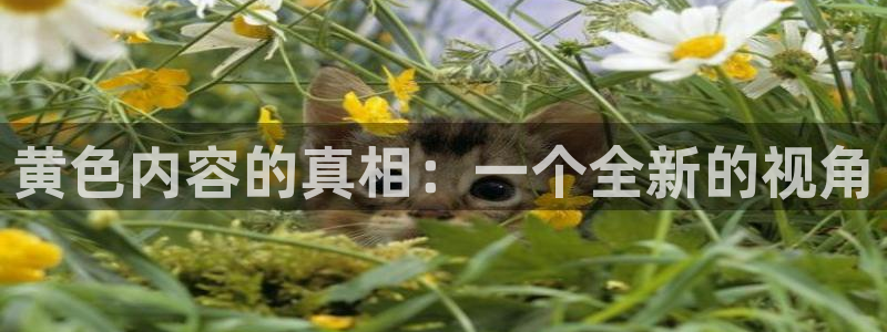 袋鼠体育免费直播观看：黄色内容的真相：一个全新的视角